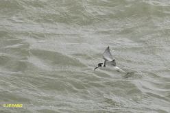 Black Tern